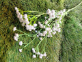 Baby Breath
