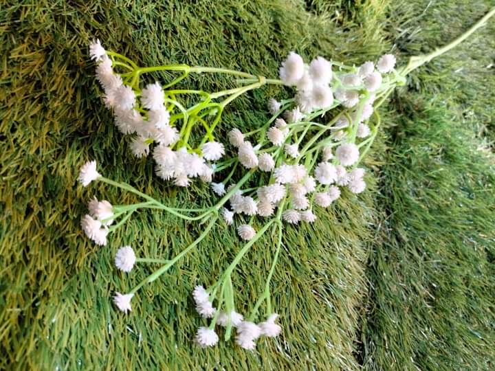 Baby Breath