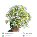 Baby Breath – Big Bunch