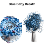 Blue Baby Breath