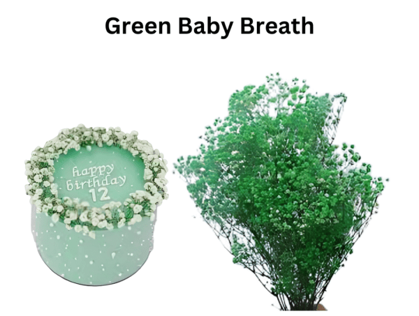 Green Baby Breath