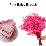 Pink Baby Breath