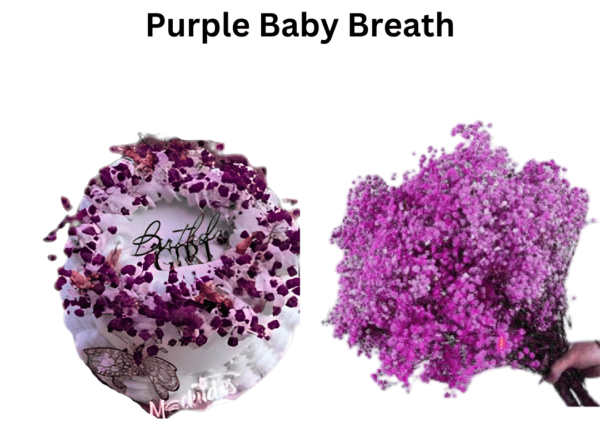 Purple Baby Breath