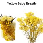 Yellow Baby Breath